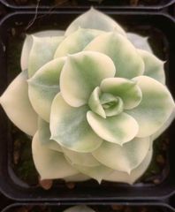 40鉢の抜き苗セット】青リンゴ! 多肉植物 佐川急便発送 40鉢の抜き苗セット】青リンゴ! 多肉植物 佐川急便発送
