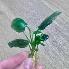 アヌビアスキングコング（水上葉）1株