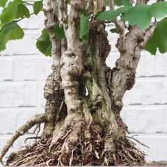 引取限定】盆栽 ヤマモミジ - メルカリ