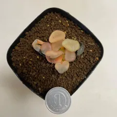 2025年最新】ハオルチア万象錦の人気アイテム - メルカリ