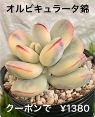オルビキュラータ錦  多肉植物 多肉 コチレドン 斑入り 錦