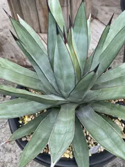 2025年最新】リトルシャーク アガベの人気アイテム - メルカリ