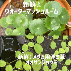 ウォーターマッシュルーム5株+オオサンショウモ10株