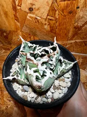 強刺台湾ゴジラ 激締り コンパクト チタノタ アガベ チタノタ ゴジラ 