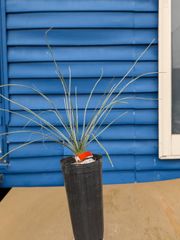 【鉢ごと発送】ユッカ　エラータ　Yucca elata　2025-3-27-ye1