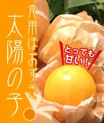 【スーパーフード】高糖度！食用ほおずき「太陽の子」の種20粒のサムネイル