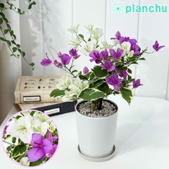 PLANCHU 熱帯花木 ブーゲンビレア ブルーハワイ ブーケ仕立て 4号鉢 受け皿付き 育て方説明書付き PVP Bougainvillea cv. 鉢花 観葉植物