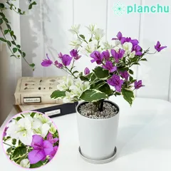 ブーゲンビリア大苗 No927 らくらくメルカリ便発送‼️ メルカリで売れた植物の梱包方法・発送方法を解説！ - お役立ち