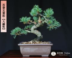 山採り赤松 模様木 中品盆栽【泰寿園 Online】現品 一点物 赤松