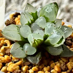 2024年最新】多肉植物ハオルチアの人気アイテム - メルカリ