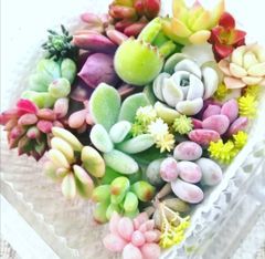 11頭 すごいよ♥️ちょこん 札付き 大群生株 ミックスベリア 多肉 お