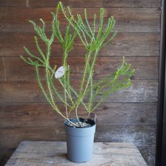 バンクシア　”エリシフォリア” (ヒースバンクシア)　A　オージープランツ　現物発送