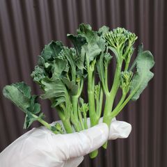 スティックセニョール 短め 1kg