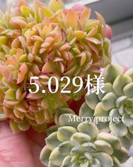 Merry project - メルカリShops 