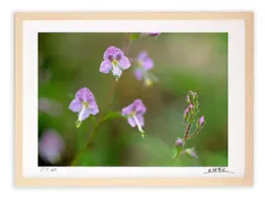アートフォト 絵画 壁掛け ミヤマクワガタ/白山/インテリア 壁掛け 額入り 額装込 風景画 油絵 ポスター アート アートパネル リビング 玄関 プレゼント モダン アートフレーム おしゃれ 飾る Mサイズ