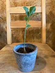 2025年最新】バオバブ 苗の人気アイテム - メルカリ 