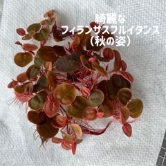 きれいなフィランサスフルイタンス10株（緑・黄・赤な水草）