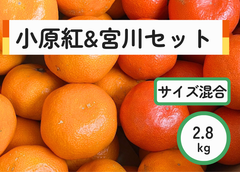 紅白みかん！？　サイズ混合　2.8キロ
