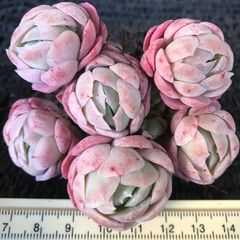 新入荷　多肉植物　エケベリア　苺クリームベリー　ブーケ　抜き苗　1株