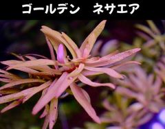 ゴールデンネサエア  1本 水中葉  送料無料