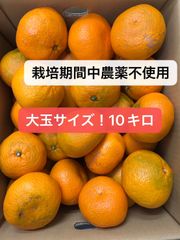 無農薬大玉みかん10K！！‼️濃厚で美味しい北海道東北各県沖縄発送不可