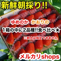 shop★常温★新鮮朝採り かんちゃん農園の甘いいちご　イチゴ