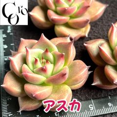 コロ多肉♬︎* 10月まで夏期休業します - メルカリShops