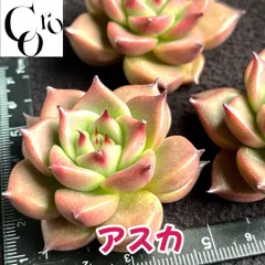 2025年最新】アスカ多肉の人気アイテム - メルカリ