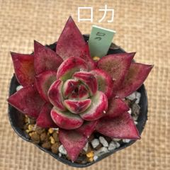 エケベリア ロカ