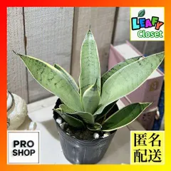 多肉植物　サンセベリア シルバーハニー 3.5号(個体おまかせ1鉢)　インテリアグリーン おしゃれ 可愛い かわいい 室内園芸(506566)