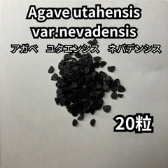 【種】20粒　Agave utahensis var. nevadensis　アガベ　ユタエンシス　ネバデンシス