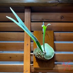 ビカクシダ　ブルーボーイ　Platycerium “ Blue boy ” 子株　板付