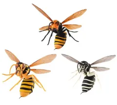 【中古】トレーディングフィギュア 全3種セット 「いきもの大図鑑 すずめばち」