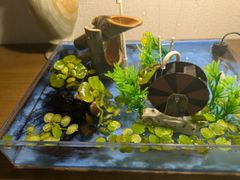 箱庭ビオトープ作りししおどし、水車、噴水、電池セット付き