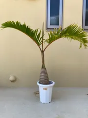 トックリヤシ　No3 トックリヤシ No3