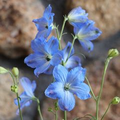 デルフィニウム チアブルー 3〜3.5号ポット苗 【1株販売】 デルフィニューム 寄せ植え 花壇 鉢植え お洒落 おしゃれ 可愛い かわいい 春の花 青い花 花 苗 初心者