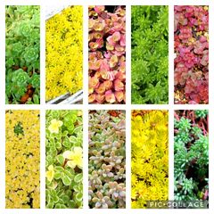 【ルビーネックレス】多肉植物10種　各5カットずつ【育成説明書】
