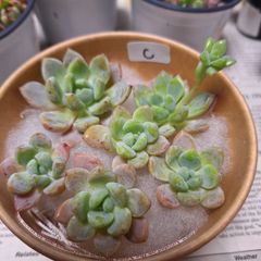 ☆スモールピーチ　C　カット６苗セット♪多肉植物
