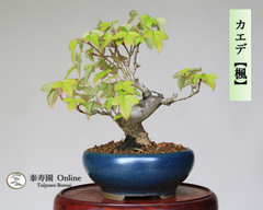 カエデ【楓】取り木 ミニ盆栽【泰寿園Online】雑木盆栽 紅葉盆栽 ミニ盆栽 盆栽鉢 初心者 室内 鑑賞 趣味 卓上盆栽 グリーン 和 ギフト プレゼント 贈答品 ギフト用盆栽 誕生日 母の日 父の日 敬老の日 記念日 お祝い 2