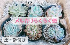 鉢·土付き]［メルカリらくらく便］🌵多肉植物 6種セット （バラ売り
