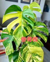 モンステラ デリシオーサ Monstera deliciosa 'Gold Monster' 新種