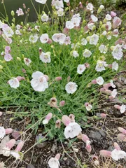花の種 シレネユニフローラ 多年草 100粒のサムネイル