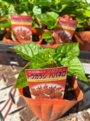 ハバネロ オレンジ 激辛とうがらしの苗【野菜苗 3号 自根苗/4個セット】