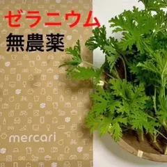 【農薬不使用】ローズゼラニウム　蚊取り草　ネコポスサイズ箱一杯