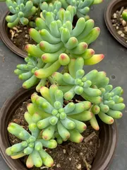 2025年最新】生物・植物の人気アイテム - メルカリ