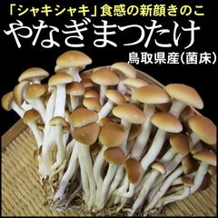鳥取県産「やなぎまつたけ」 120ｇ×6パック ［冷蔵便］ヤナギマツタケ松茸きのこキノコ鍋パスタ炊き込み御飯炊込みごはんyanagi6のサムネイル