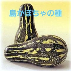 ＜野菜の種＞５粒　沖縄在来　島かぼちゃ　ひょうたん型　南瓜　カボチャのタネ