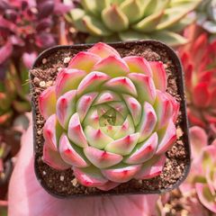 多肉植物　ピンククリスタルローズ　抜き苗　るる農園