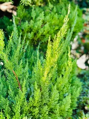 コニファー　針葉樹　ヒバ　ハンドメイド　リース　スワッグ　ハーバリウム　お正月　クリスマス　クリスマスツリー