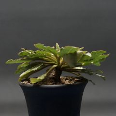 "Euphorbia fish bone" ユーフォルビア フィッシュスケール 管理2262